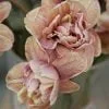 czekoladowe tulipany choco tulips