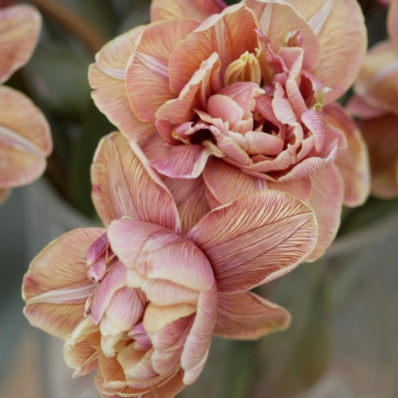 czekoladowe tulipany choco tulips