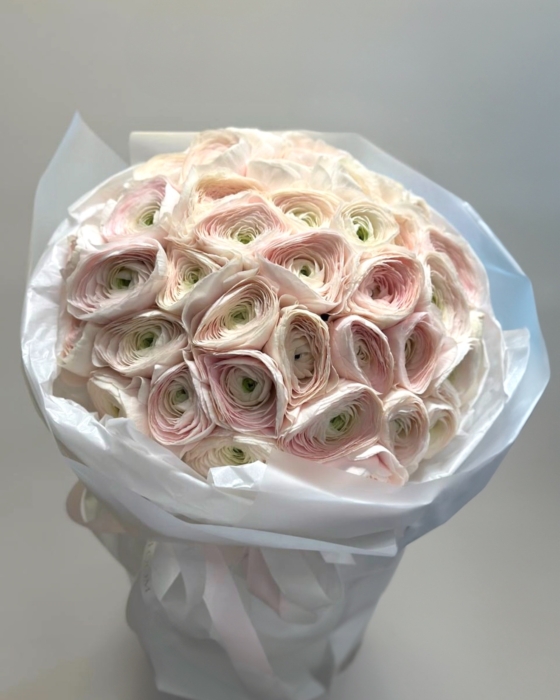 jaskry, ranunculus, hanoi