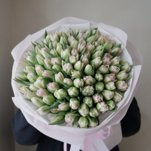 101 pęłny tulipan
