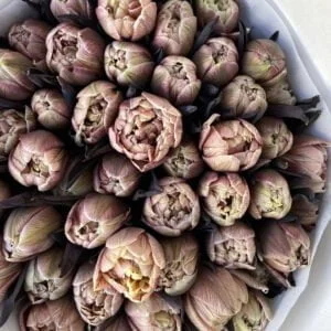 tulips brown 