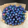 kosmiczne tulipany , niebieskie tulipany