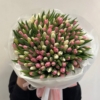 tulipan 151