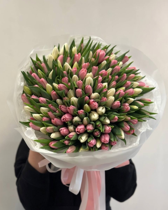 tulipan 151