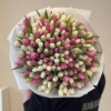 tulipan 201