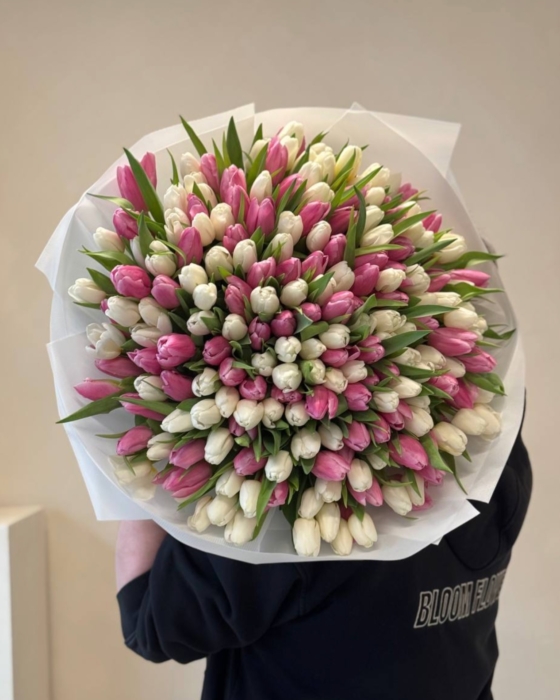 tulipan 201