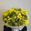 mimosa mimoza