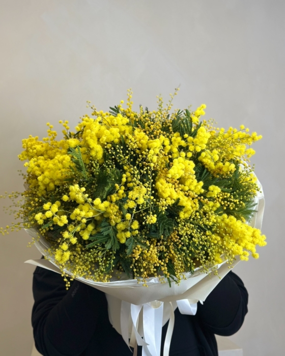 mimosa mimoza