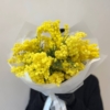 mimosa mimoza