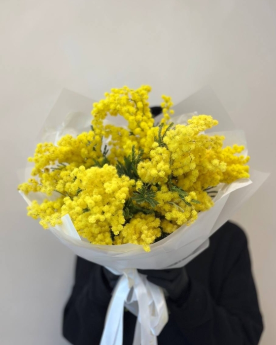 mimosa mimoza