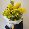 mimosa mimoza
