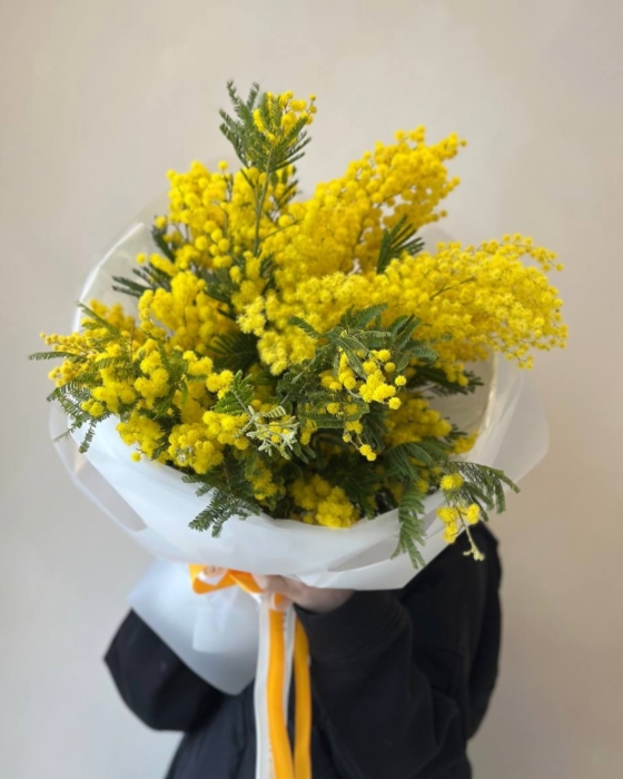 mimosa mimoza
