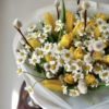 tulipany i bazie xxxx