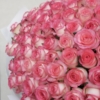 jumilla roses