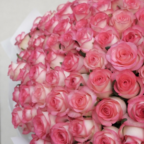 jumilla roses