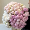 piwonia, peony