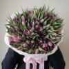 tulipany mix kolorów 101