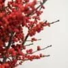 ilex