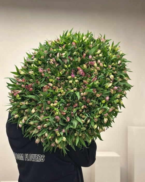 alstromeria