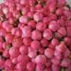 Piwonia Coral Charm 201-1