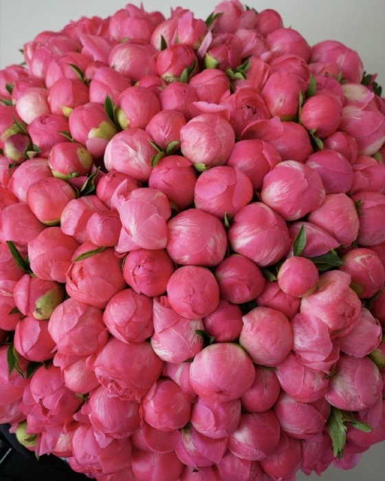 Piwonia Coral Charm 201-1