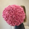 silva pink roses