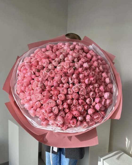 róża silva pink, 101 szt