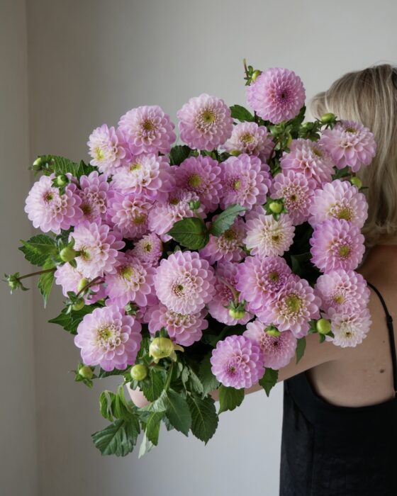 dalii dahlia