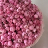 Róża Silva Pink xxx
