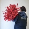 ilex 1