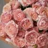 julietta roses