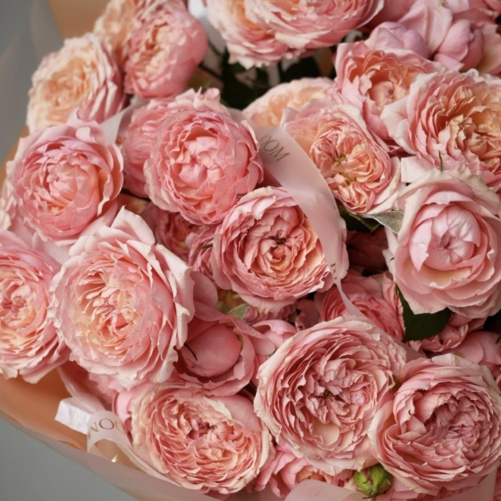 julietta roses