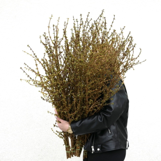 forsycja