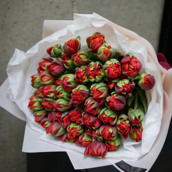 czerwone tulipany