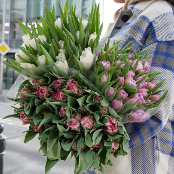 tulipan 8 marca tanio