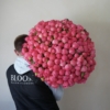 Piwonia Coral Charm 201
