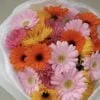 gerbery mix