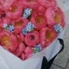 coral charm piwonii