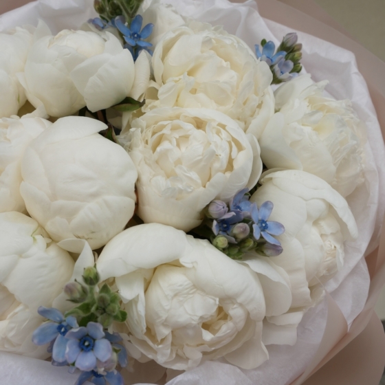 peony i oxy