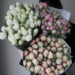 tulipany