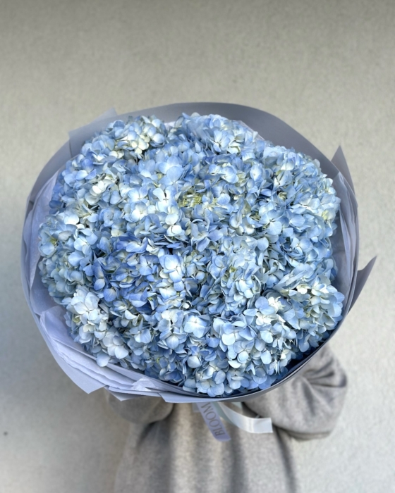 blue hydrangea