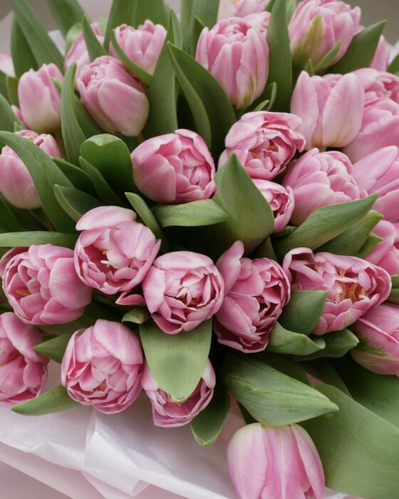 tulipan różowy