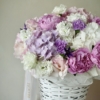 Delicate Harmony xxx