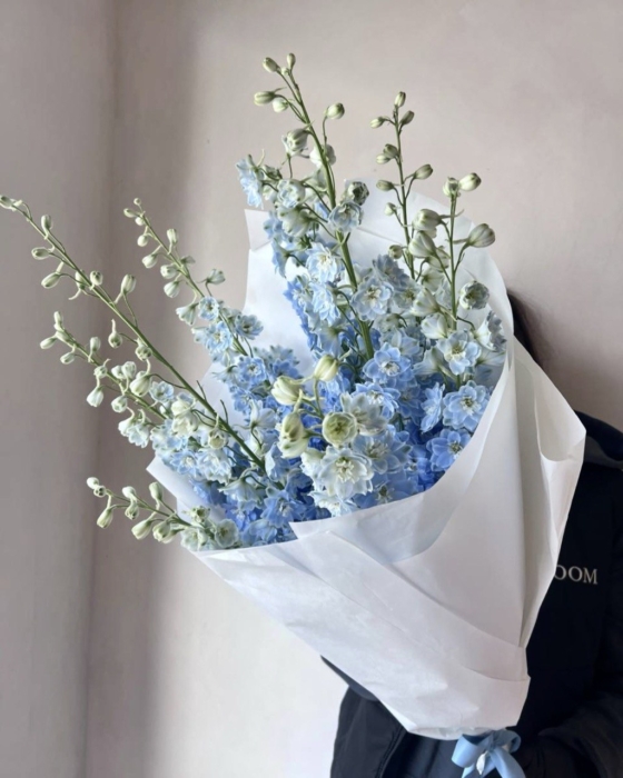 Delphinium 9