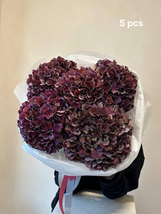 hortensje jesienne