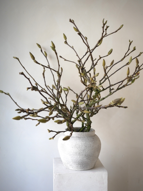 gałązki magnolii
