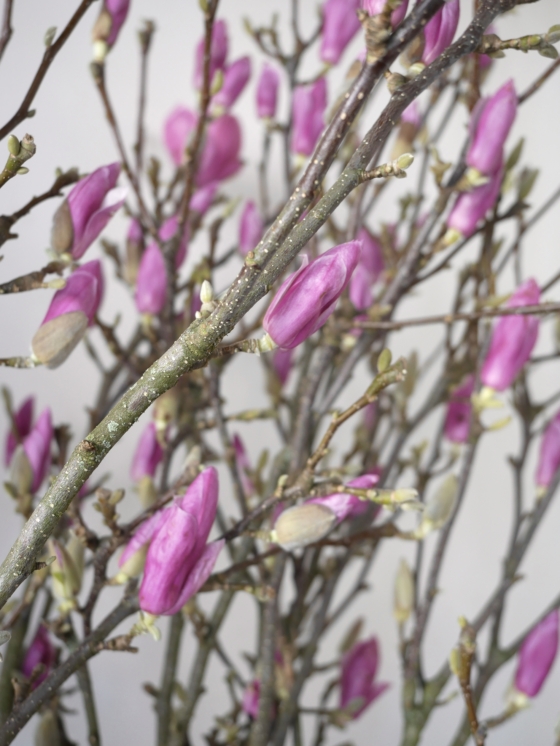 gałązki magnolii