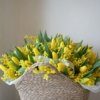 mimosa i żólte tulipany