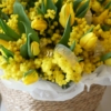 mimosa i żólte tulipany