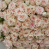 creamy roses